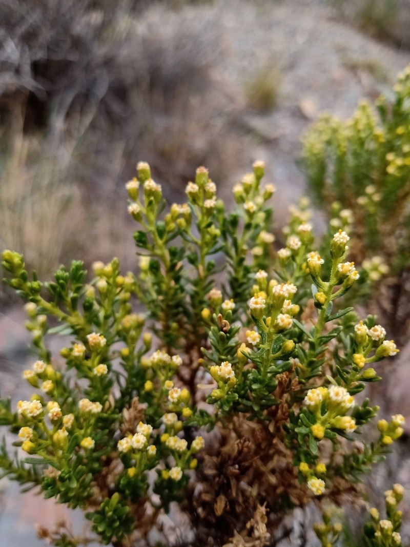 Baccharis thymifolia photo 6