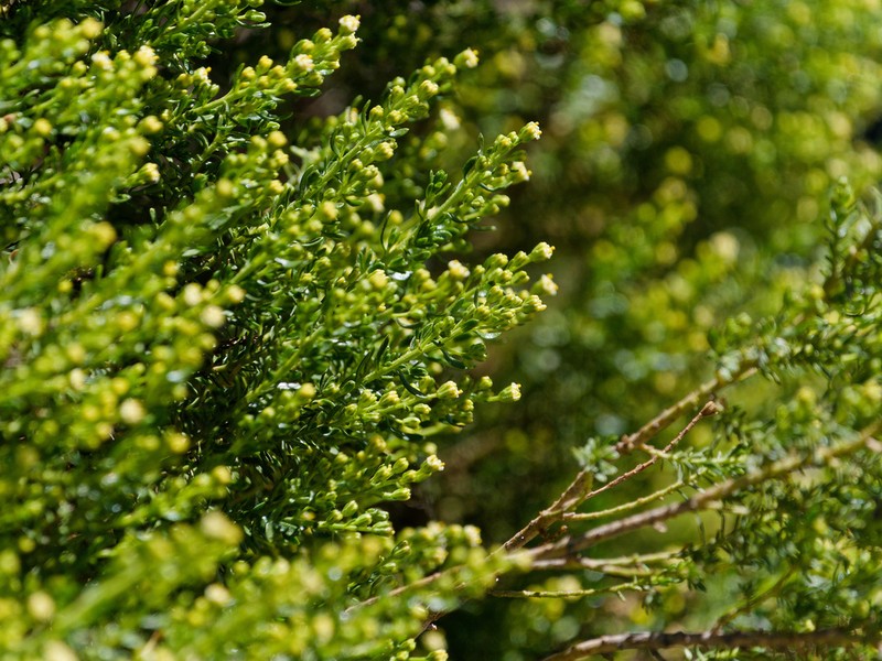 Baccharis thymifolia photo 8