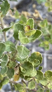 Baccharis tola