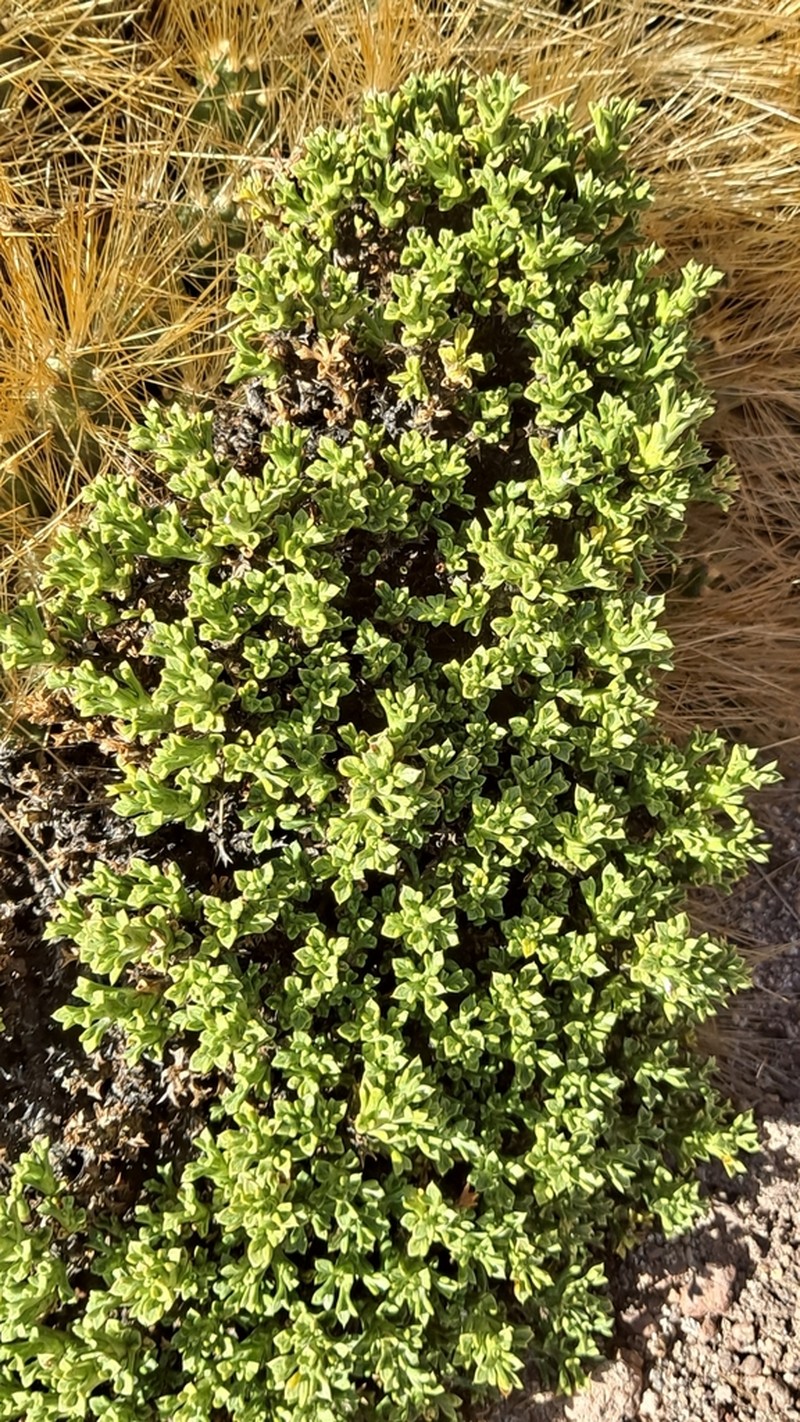 Baccharis tola photo 2