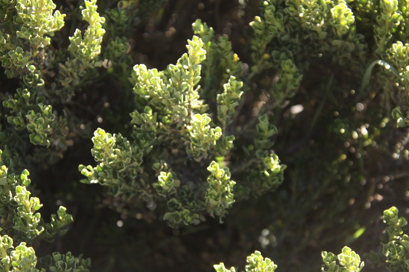 Baccharis tola photo 3