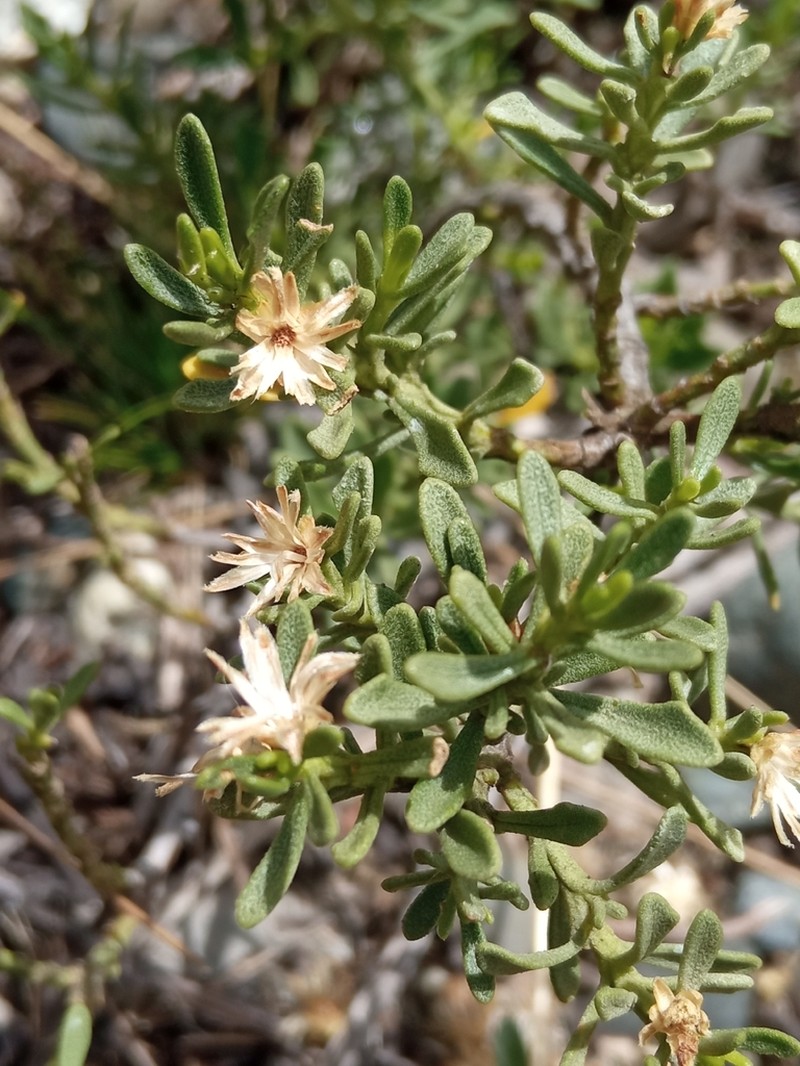 Baccharis tola photo 4