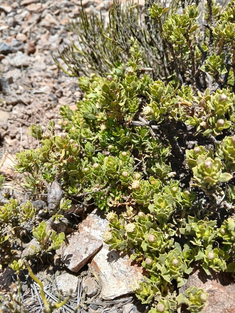 Baccharis tola photo 5