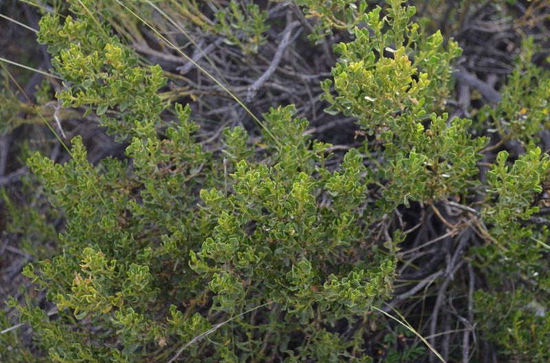 Baccharis tola photo 6