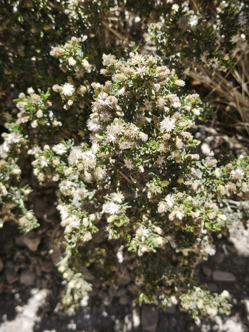 Baccharis tola photo 7