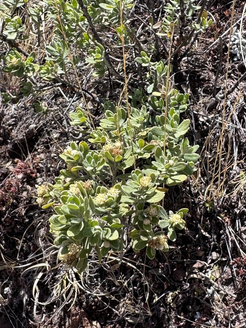 Baccharis tola photo 8