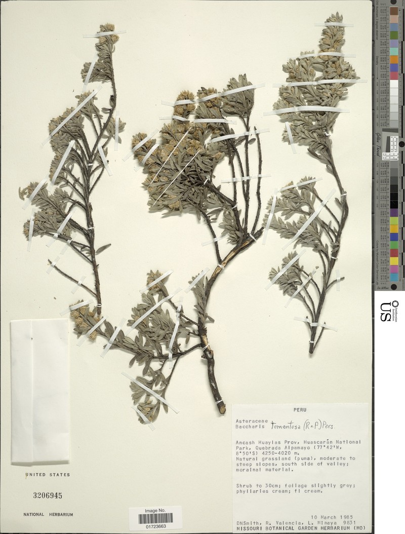 Baccharis tomentosa
