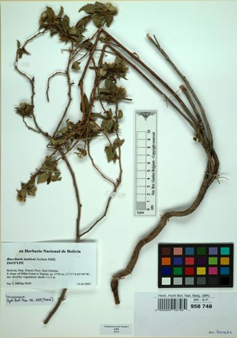 Baccharis torricoi