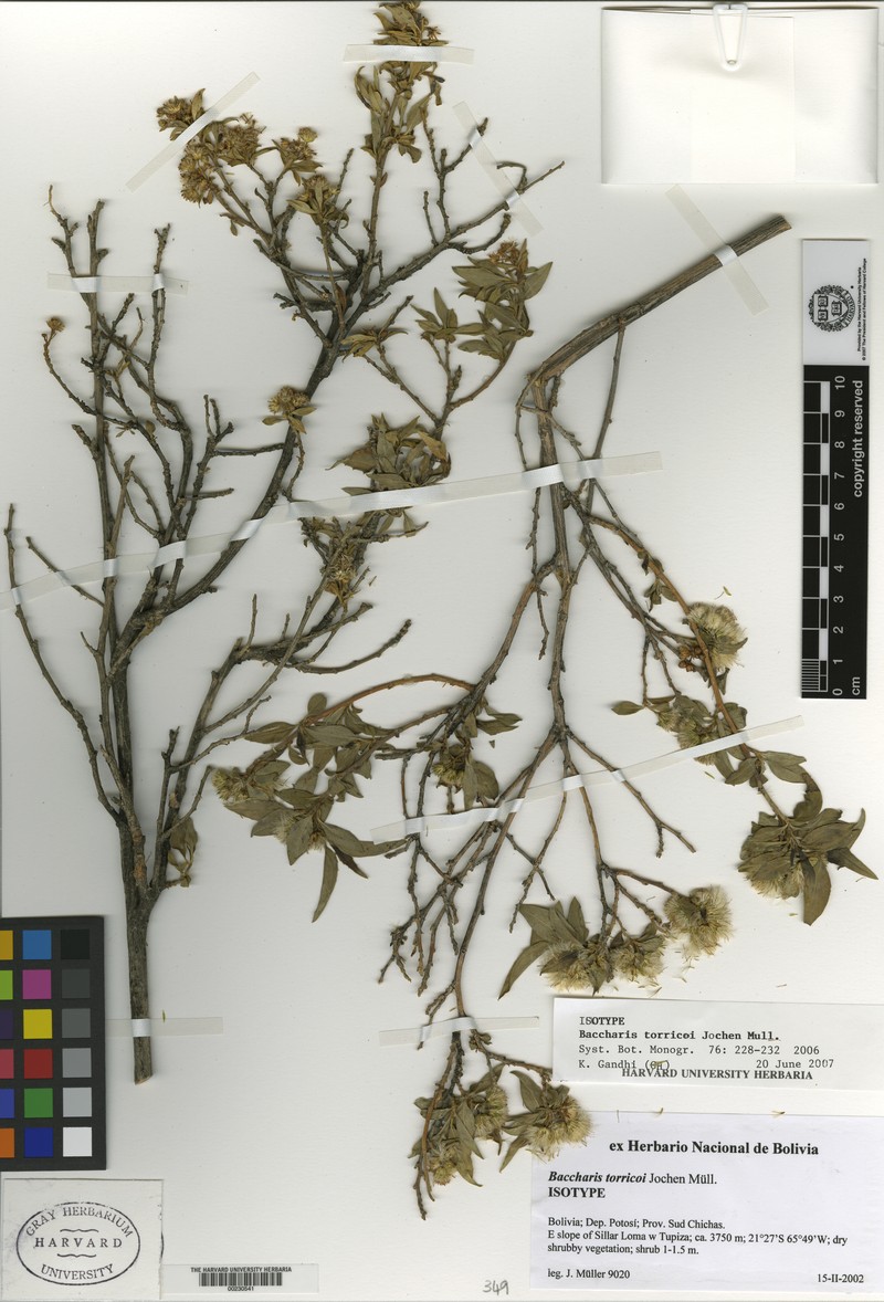 Baccharis torricoi photo 2