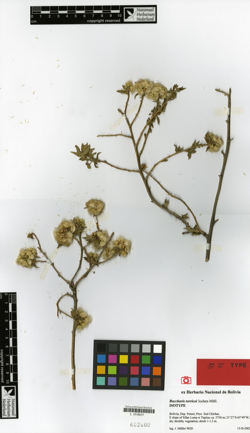 Baccharis torricoi photo 3