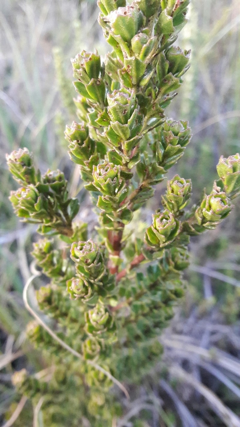 Baccharis tricuneata photo 2