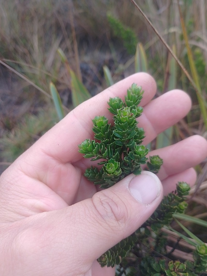 Baccharis tricuneata photo 3