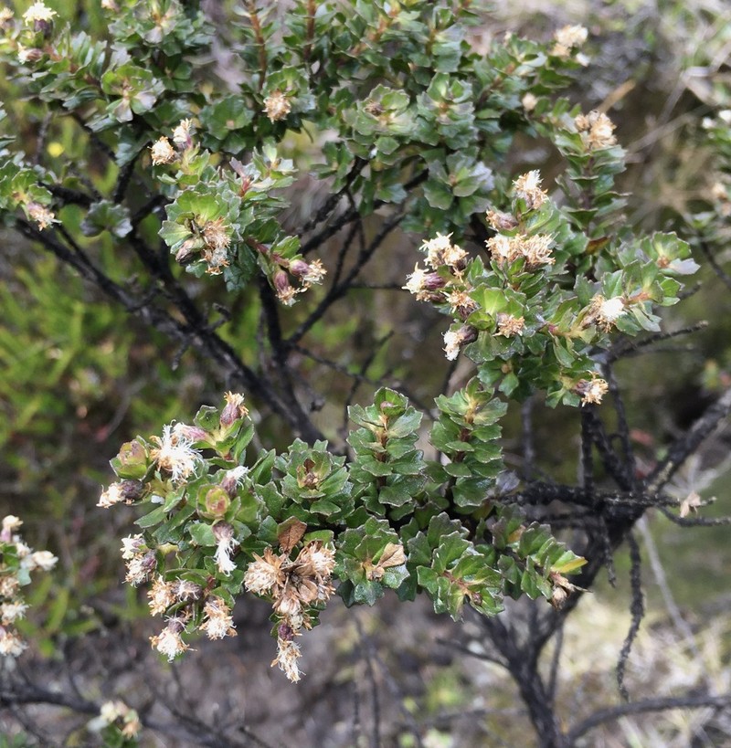 Baccharis tricuneata photo 4