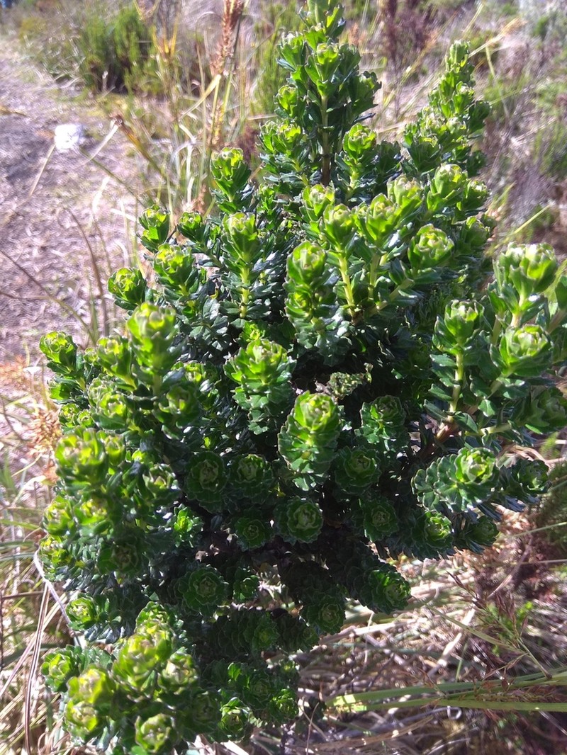 Baccharis tricuneata photo 5