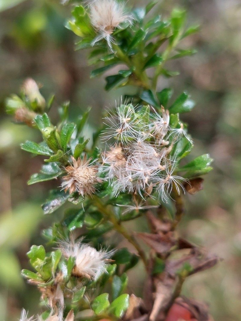 Baccharis tricuneata photo 6