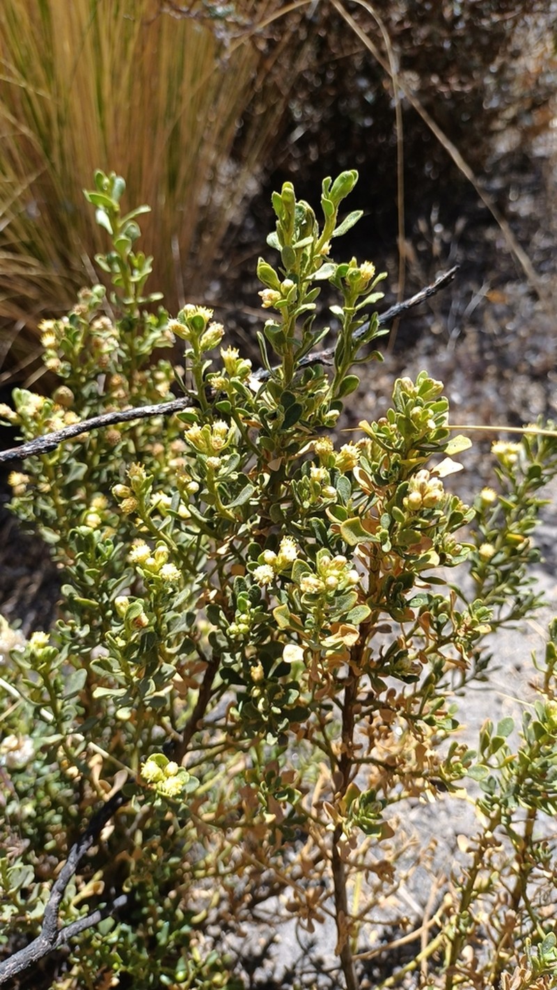 Baccharis tricuneata photo 7