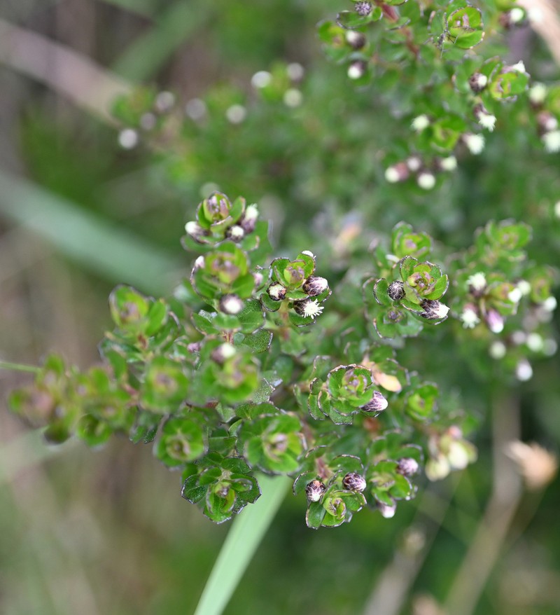 Baccharis tricuneata photo 8