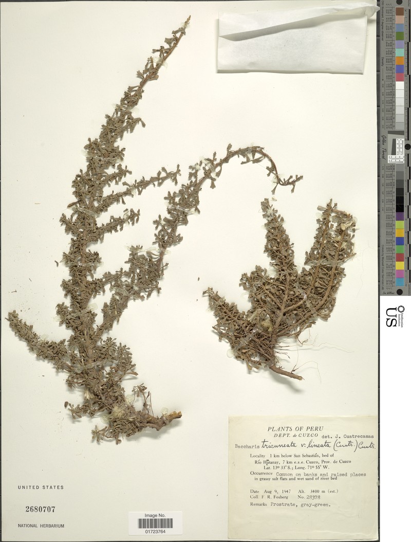 Baccharis tricuneata var. lineata