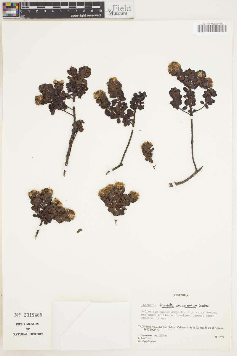 Baccharis tricuneata var. paramorum