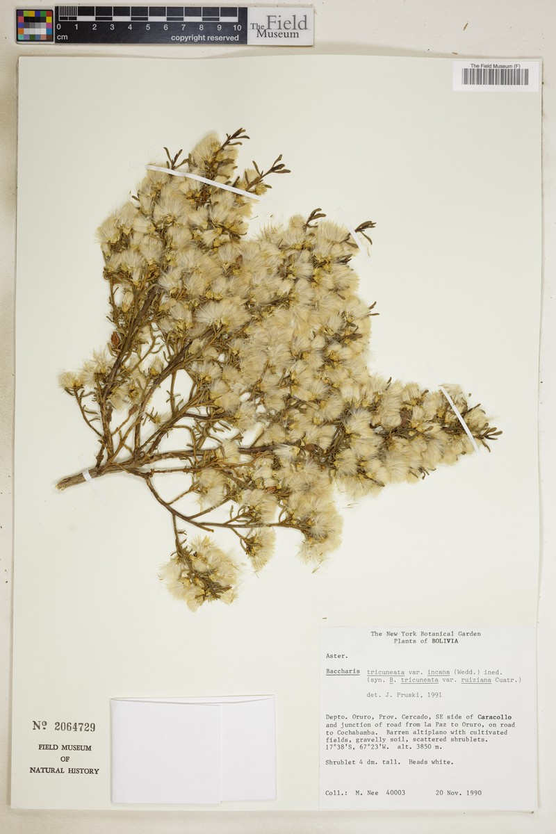 Baccharis tricuneata var. robusta