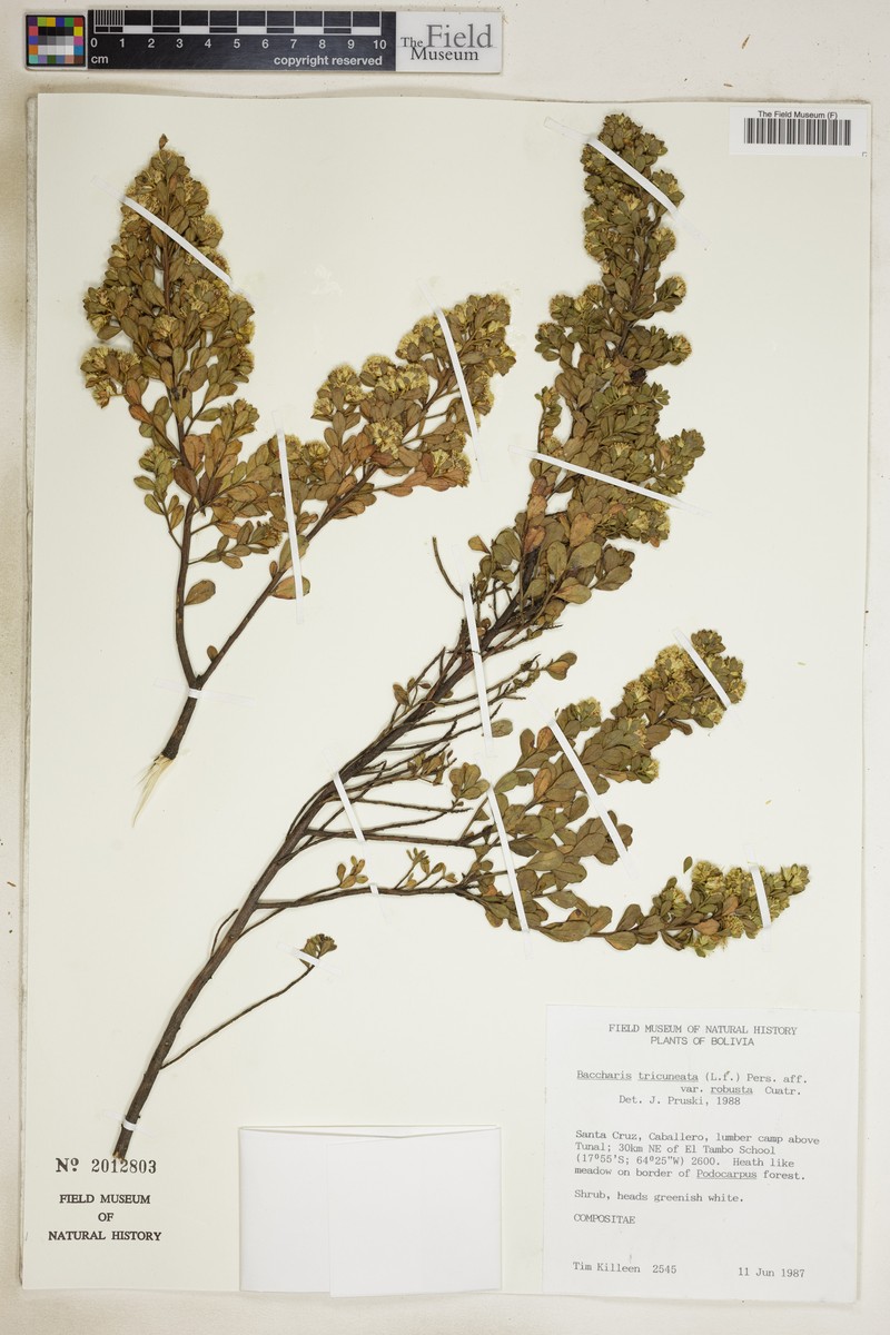 Baccharis tricuneata var. robusta photo 2