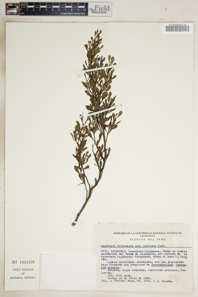 Baccharis tricuneata var. robusta photo 3