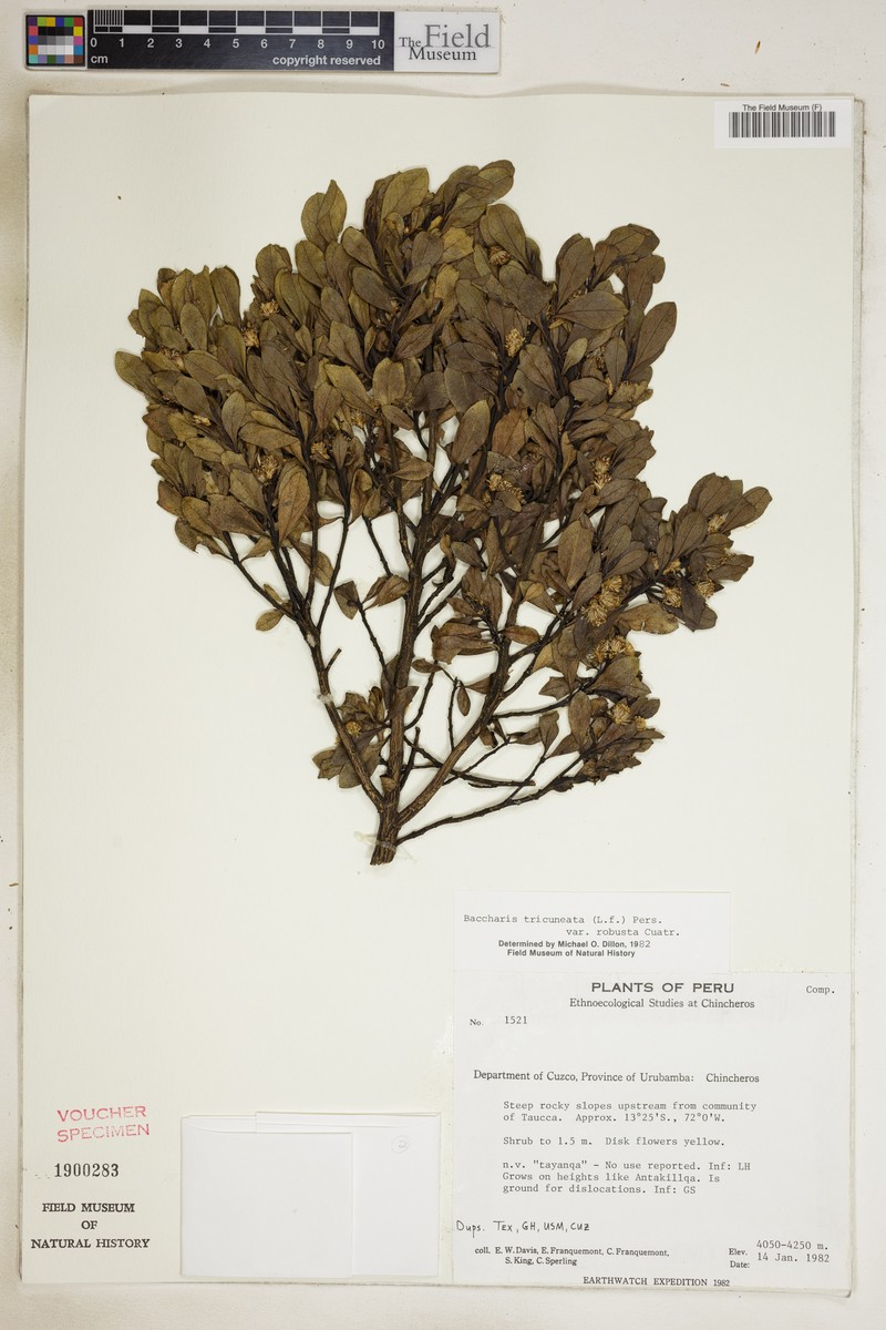 Baccharis tricuneata var. robusta photo 4