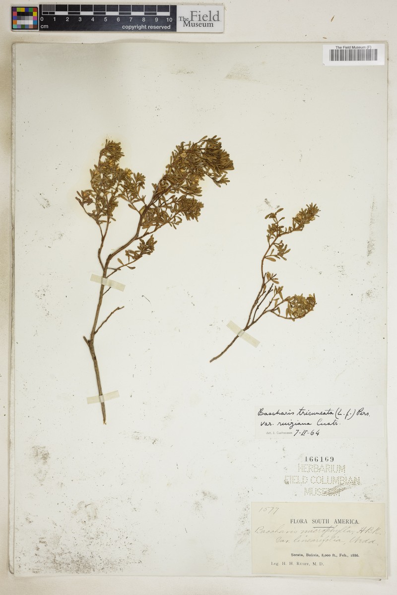 Baccharis tricuneata var. robusta photo 5