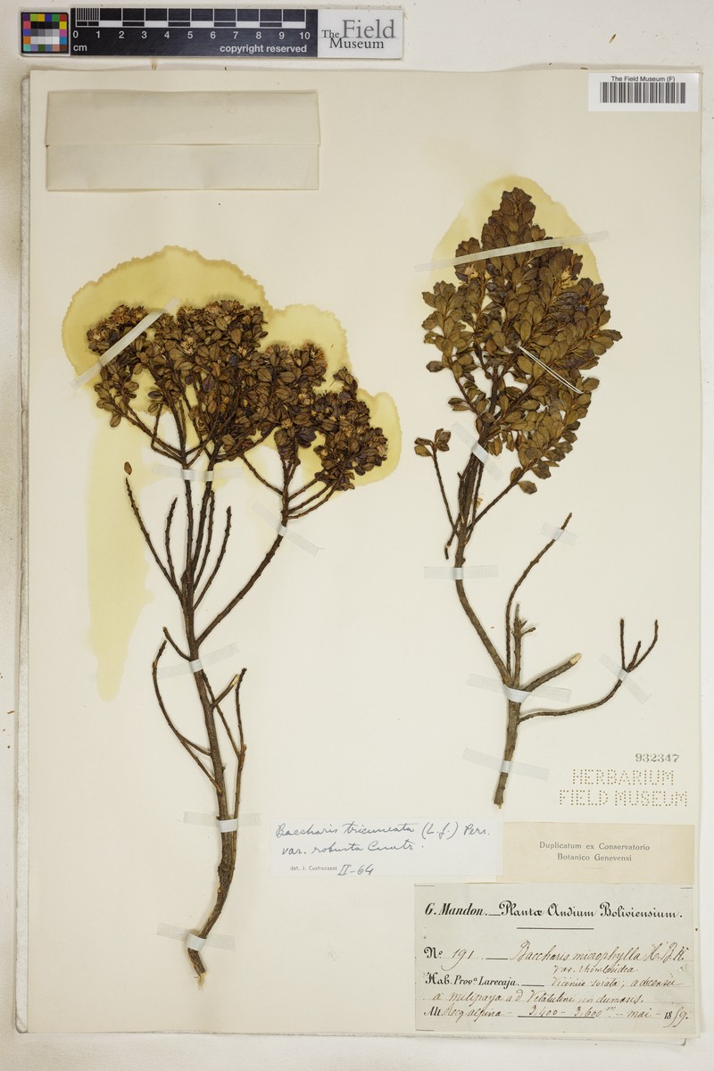 Baccharis tricuneata var. robusta photo 6