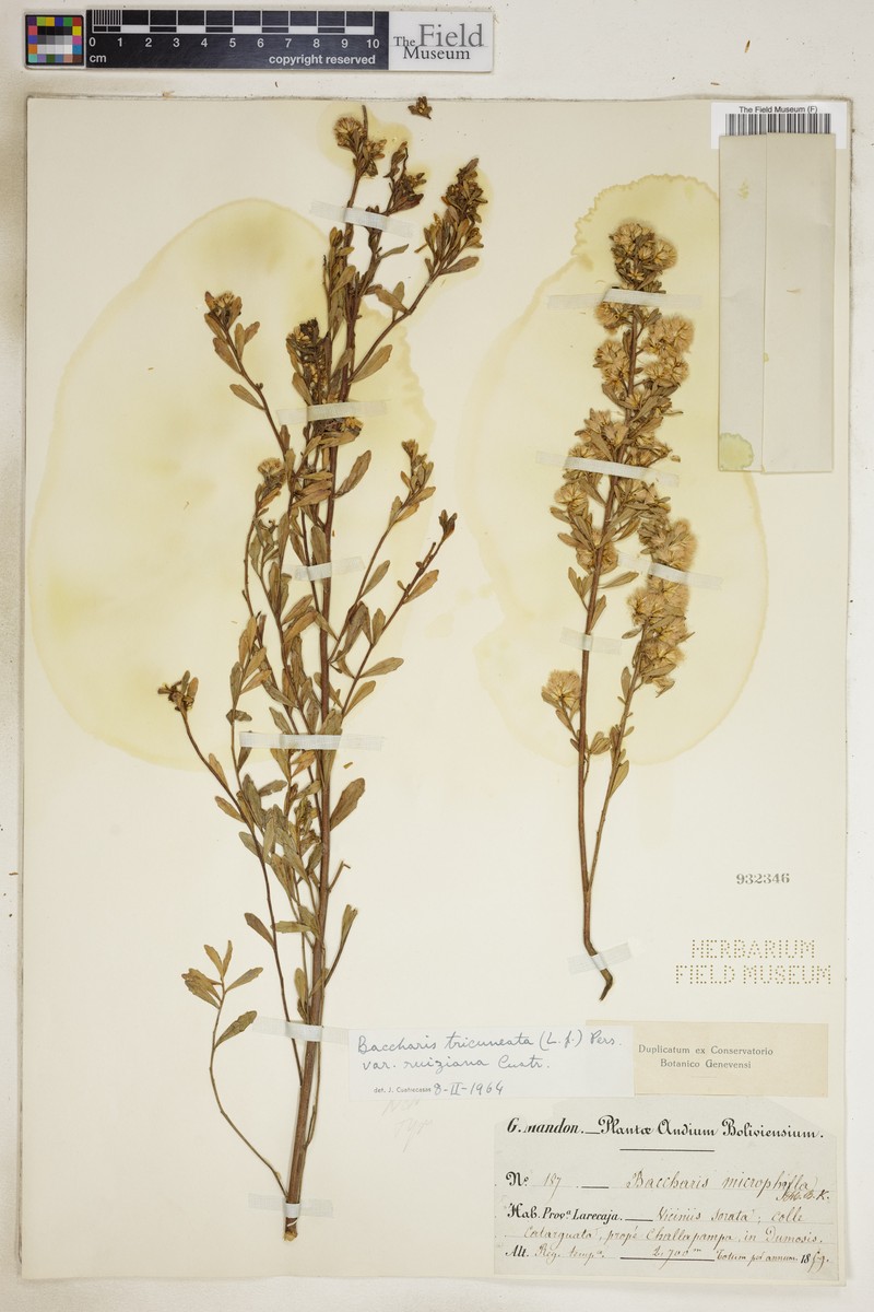 Baccharis tricuneata var. robusta photo 7