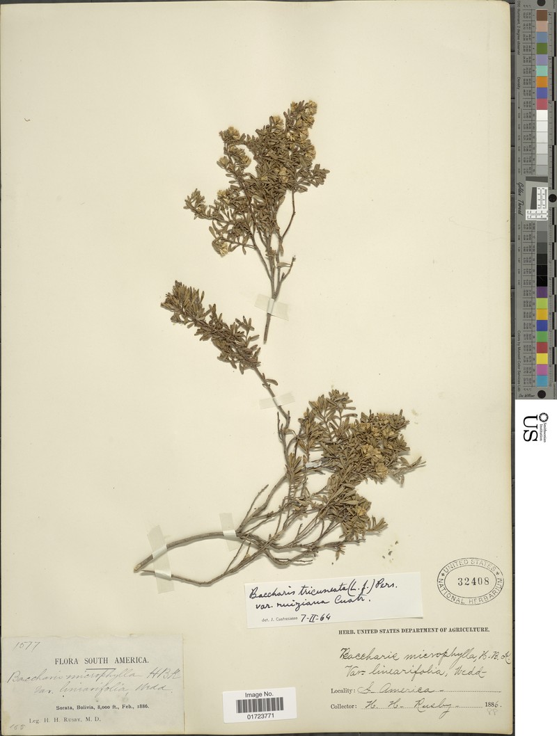 Baccharis tricuneata var. ruiziana