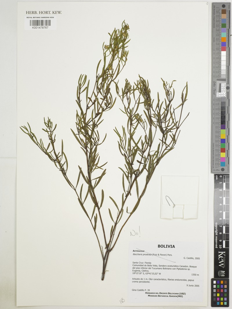 Baccharis tricuneata var. ruiziana photo 2