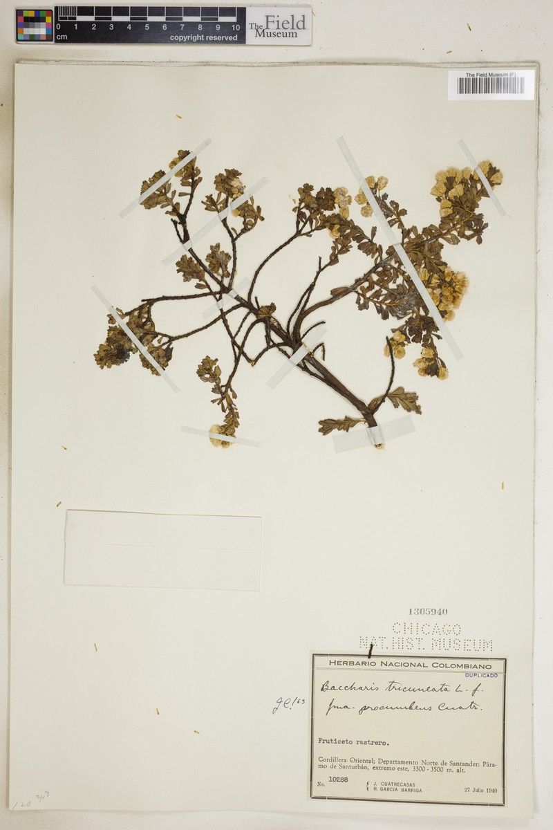 Baccharis tricuneata var. tricuneata