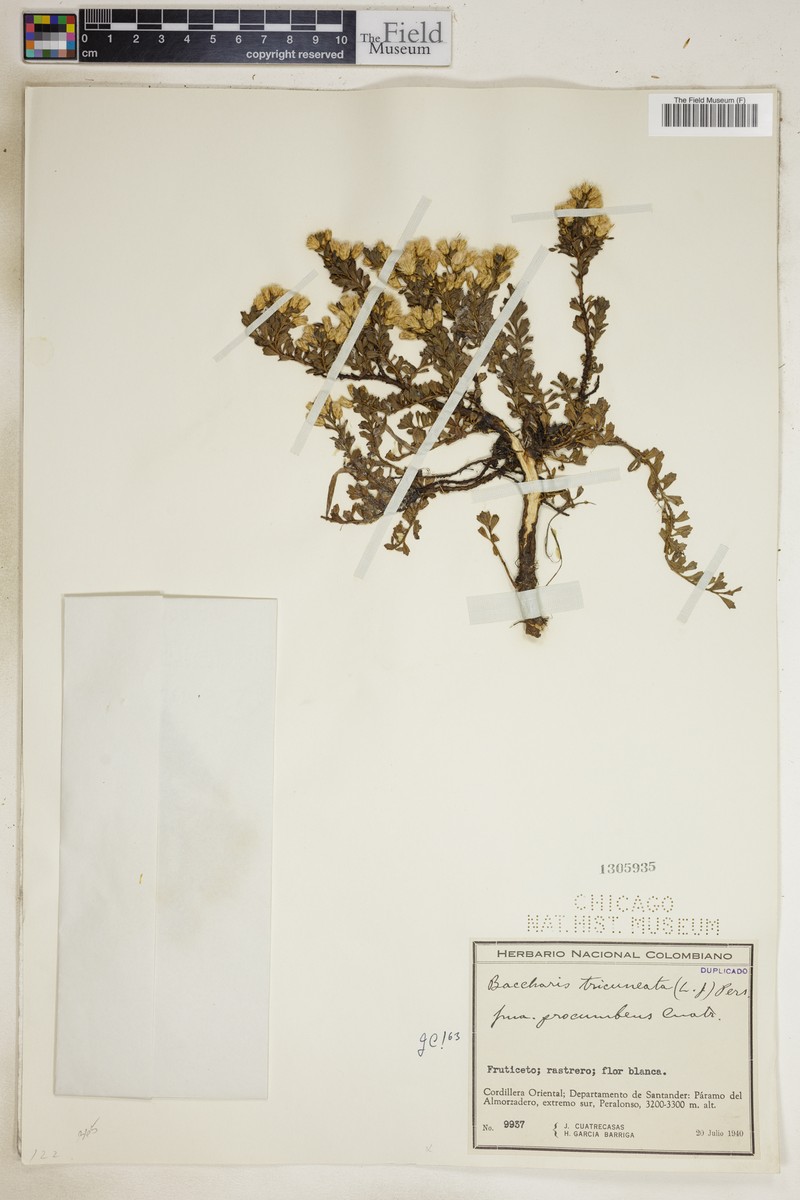 Baccharis tricuneata var. tricuneata photo 2
