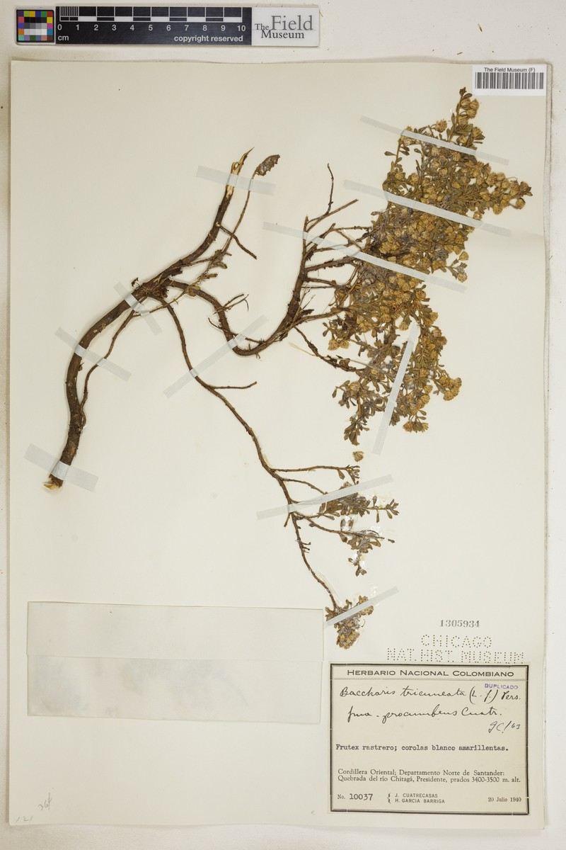 Baccharis tricuneata var. tricuneata photo 3