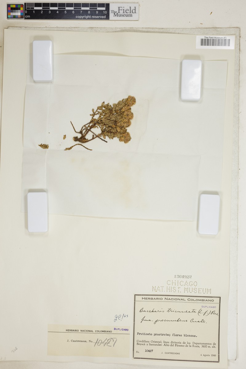 Baccharis tricuneata var. tricuneata photo 4