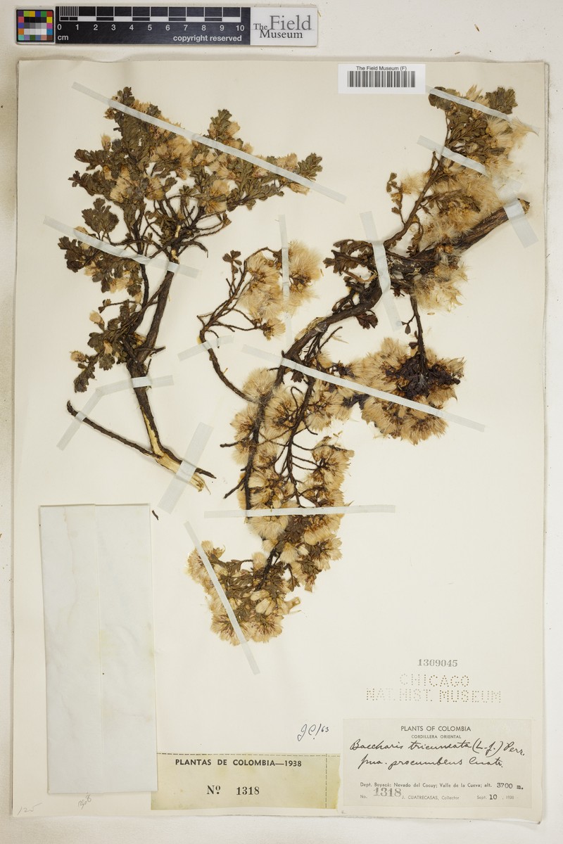 Baccharis tricuneata var. tricuneata photo 5