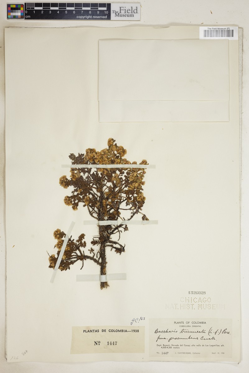 Baccharis tricuneata var. tricuneata photo 6