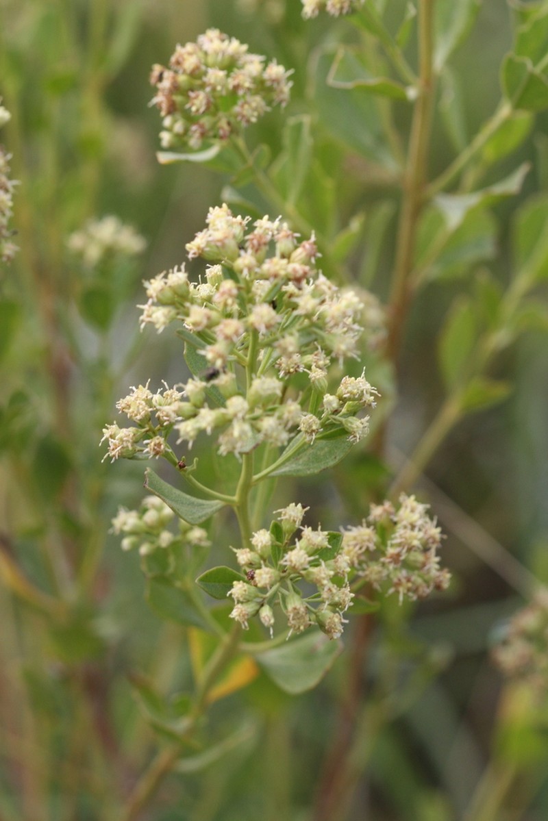 Baccharis tridentata