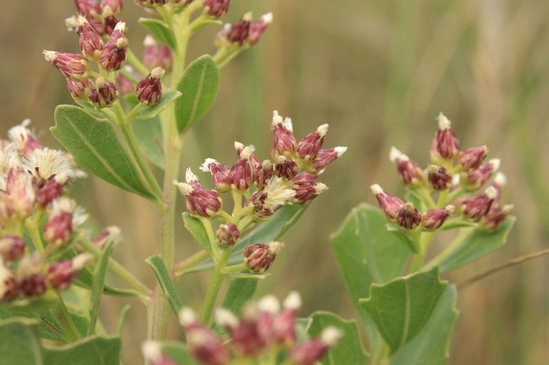 Baccharis tridentata photo 2