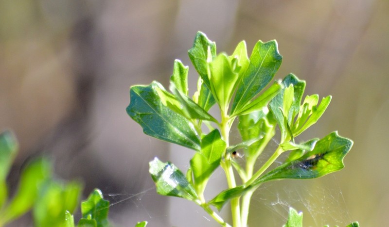 Baccharis tridentata photo 3