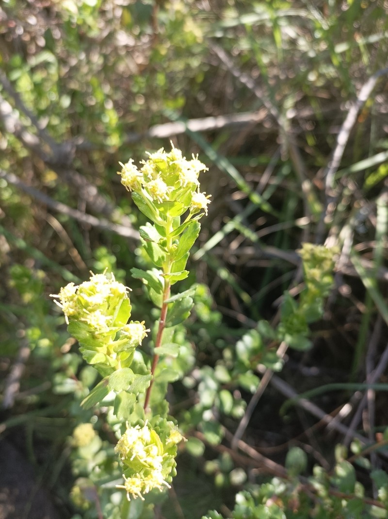 Baccharis tridentata photo 4