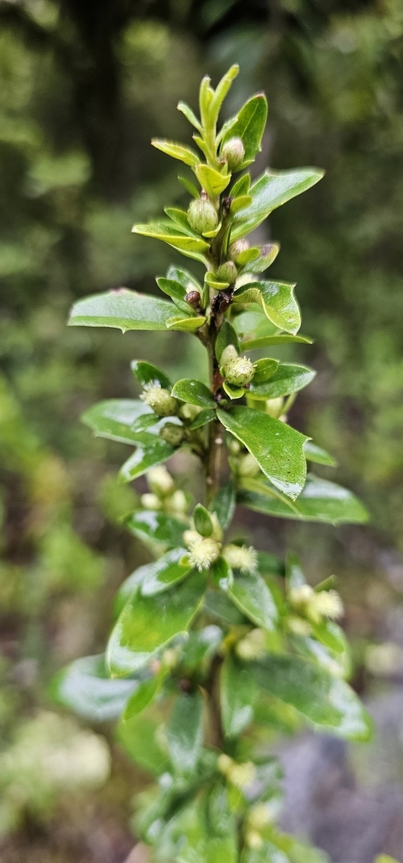 Baccharis tridentata photo 5