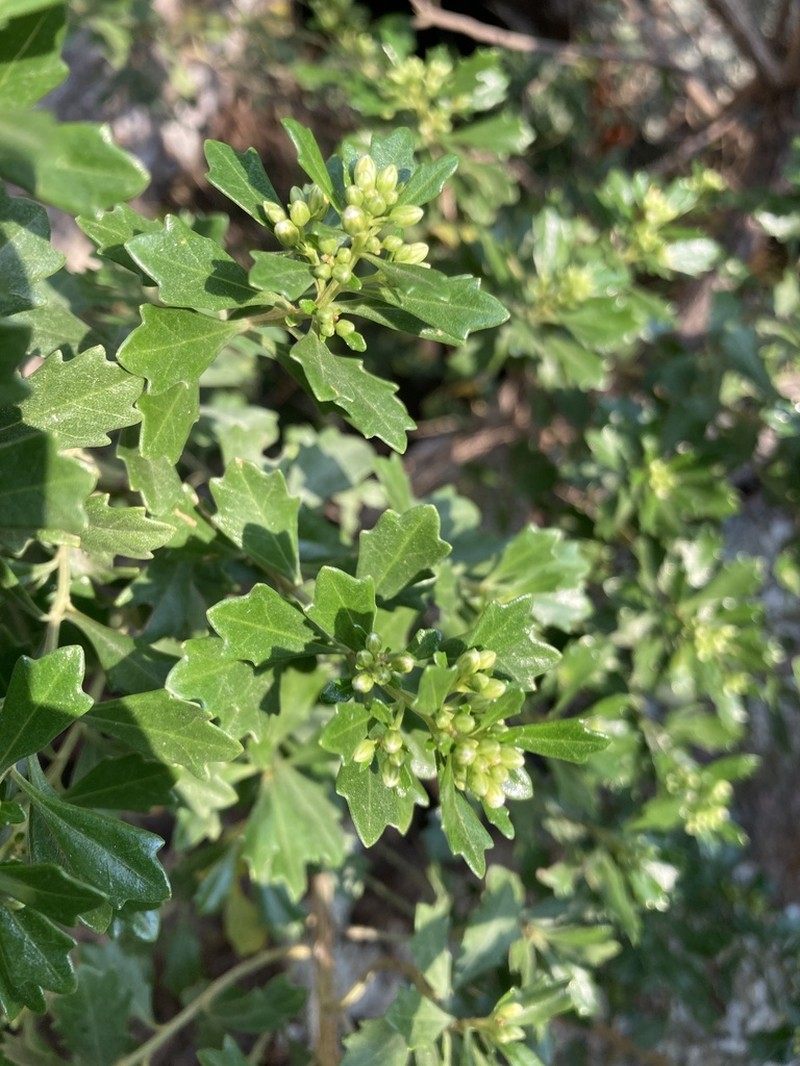 Baccharis tridentata photo 6
