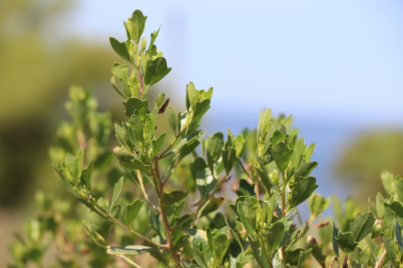 Baccharis tridentata photo 7