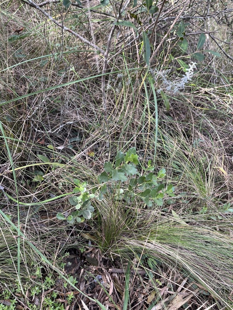 Baccharis tridentata photo 8