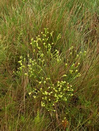 Baccharis trilobata
