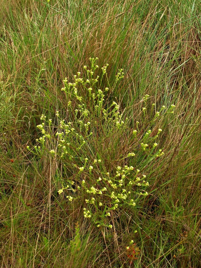 Baccharis trilobata