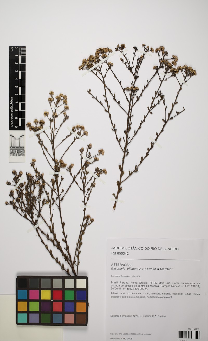 Baccharis trilobata photo 3