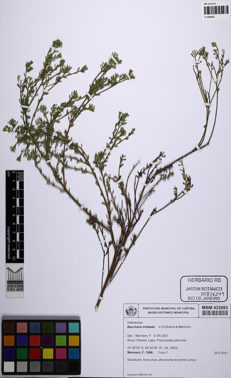 Baccharis trilobata photo 4